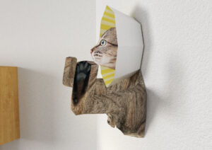 Cat with Elizabethan collar