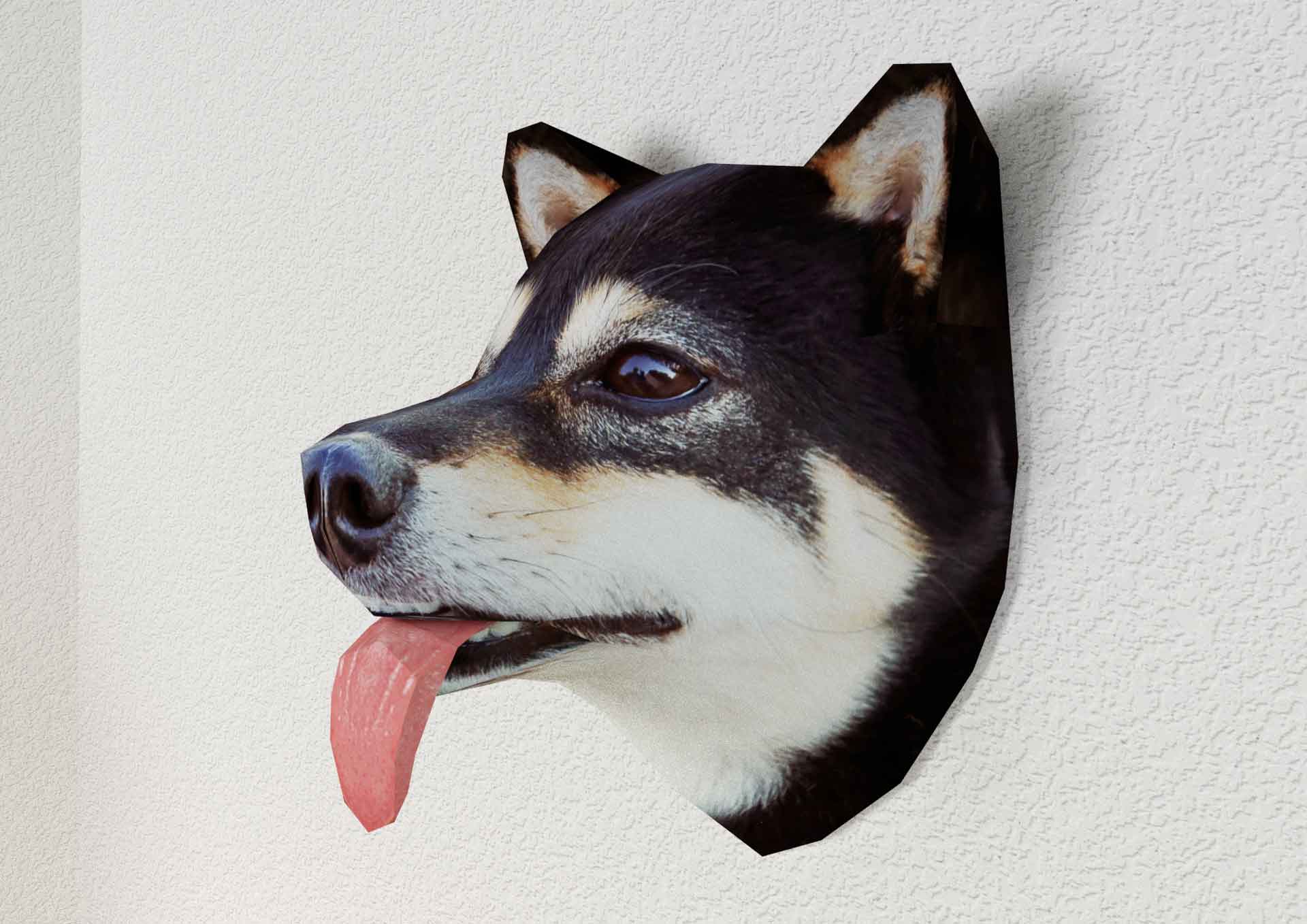 黒柴
