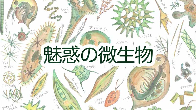 魅惑の微生物